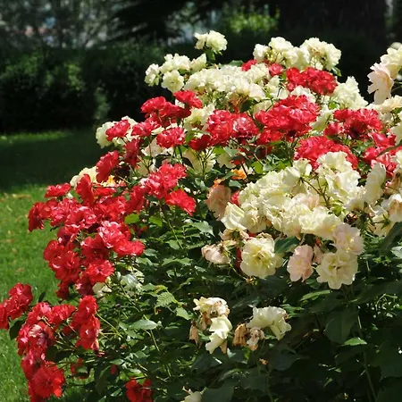 Pattono Relais 4* Costigliole d'Asti